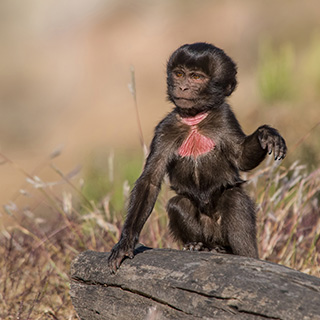 Hudad - Baby gelada baboon